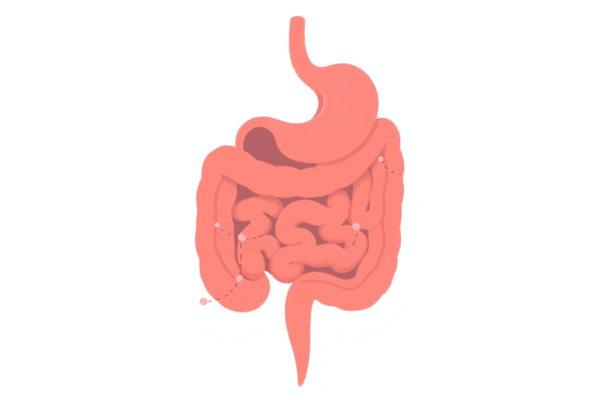 Anxiety And Abdominal Pain: What You Need to Know Illustration of a healthy digestive system with soft colors and subtle brain-gut connection graphics on a light background.