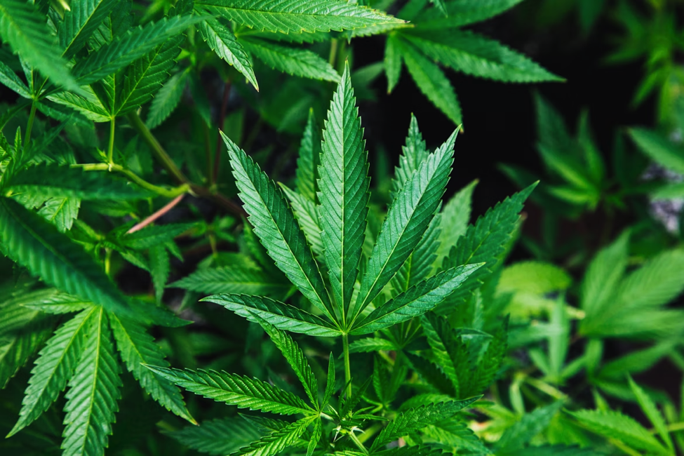 Green cannabis leaves