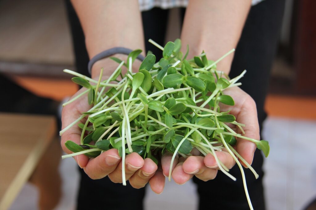 Why Sunflower Sprouting Seeds Are Nutrient Powerhouses