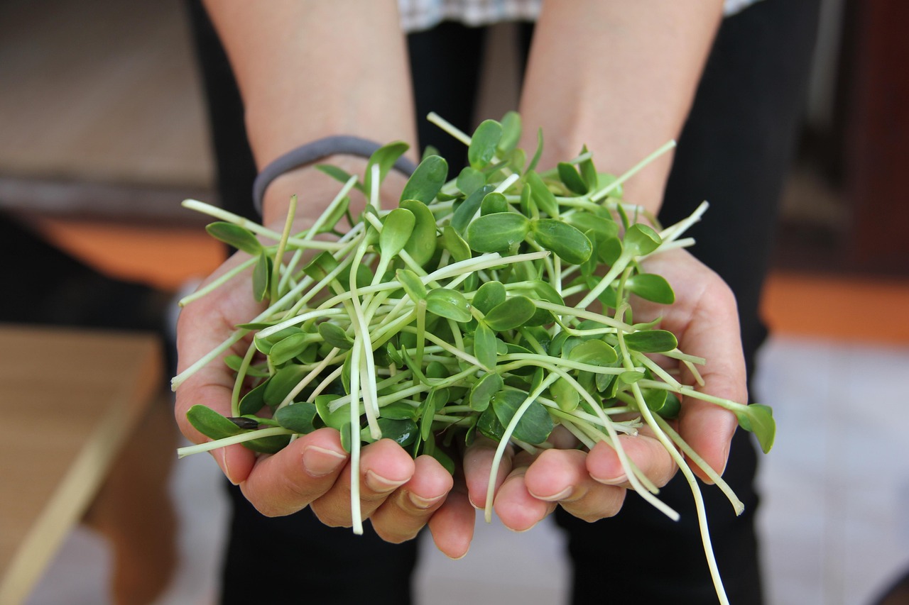 Why Sunflower Sprouting Seeds Are Nutrient Powerhouses